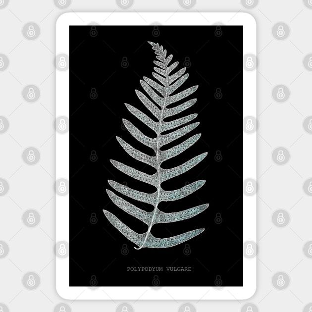 Fern - Polypodyum Vulgare - X-ray effect - 09 Sticker by SPJE Illustration Photography